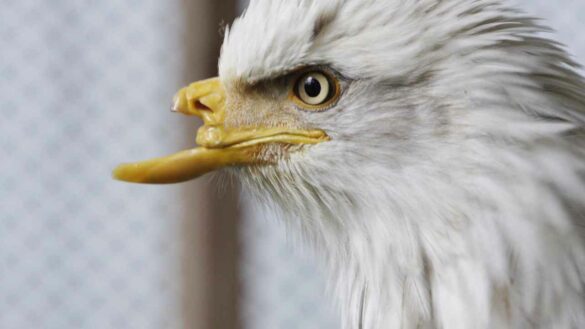 Beauty and the beak 3d printing